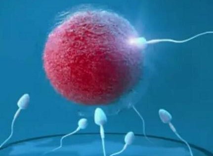 2026石家庄三代试管婴儿价格详情